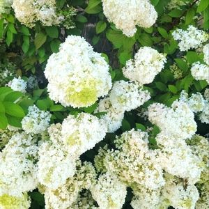 Meet your Posher, Rana